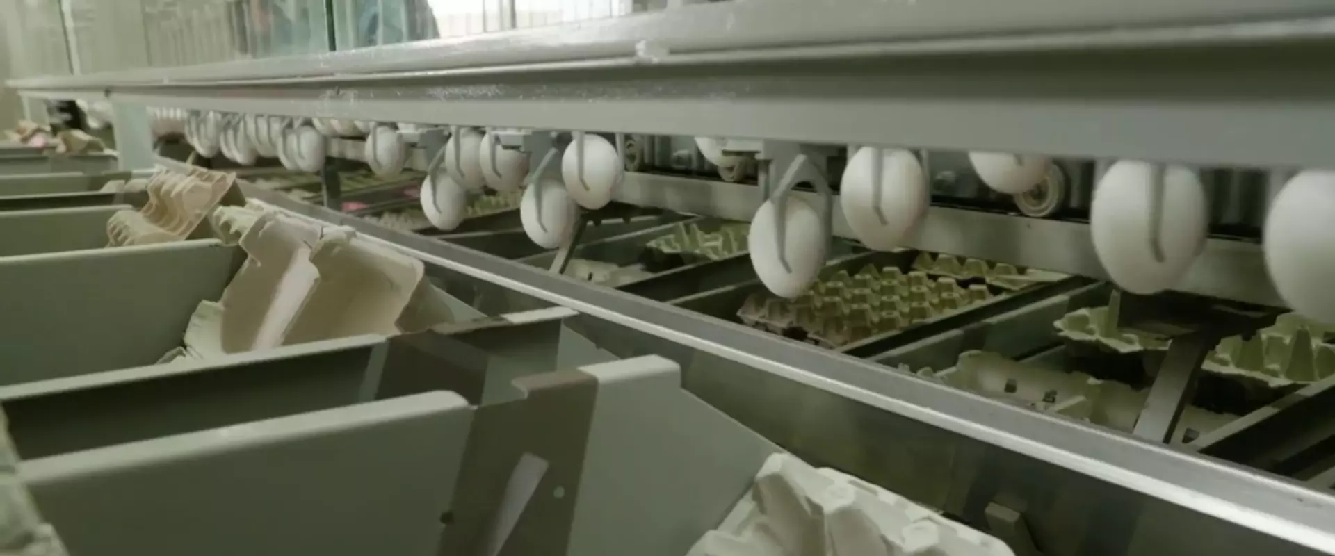 Los huevos siendo transportados a la zona de empaque